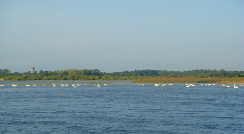 Les cygnes du Bassin